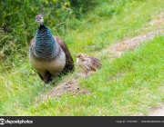 Female Peacock with babies