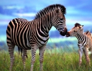 Filhotes de Zebra 2