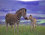 Filhotes de Zebra 3