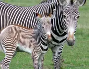 Filhotes de Zebra 5
