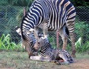 Filhotes de Zebra 6
