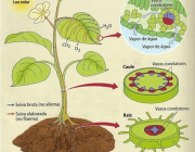 Fisiologia Ambiental 4