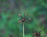 Flora do Brasil 3