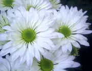 Flores 5