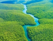 Floresta Amazônica 2