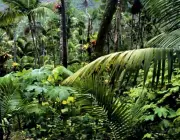 Floresta Amazônica 5