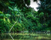 Floresta Amazônica 6