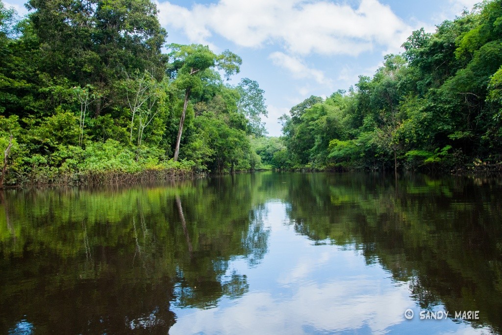 Clima e Vegetação da Floresta Amazônica | Mundo Ecologia
