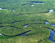 Floresta Amazônica 1