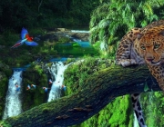 Floresta Amazônica 5