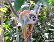 Floresta Amazônica 6