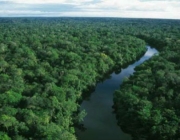 Floresta Amazônica 1