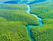 Floresta Amazônica 3