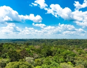 Floresta Amazônica 4