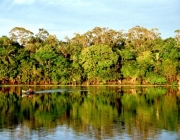 Floresta Amazônica 3