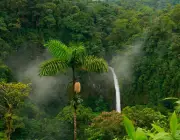 Floresta Amazônica 4