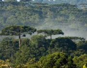 Floresta de Araucária 1