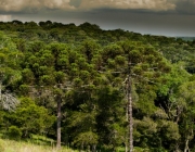 Floresta de Araucária 2