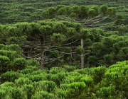 Floresta de Araucária 4