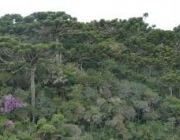 Floresta de Araucária 5