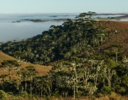 Floresta de Araucária 6