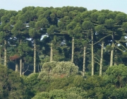Floresta de Araucária 6