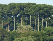 Floresta de Araucária 6