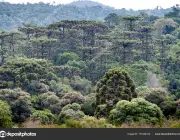 Araucaria forest in the Mountains