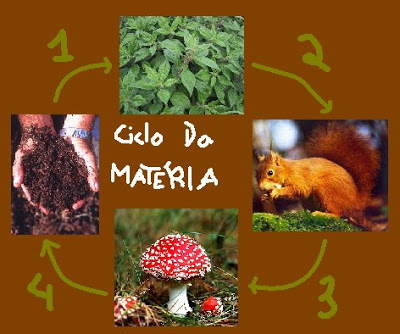 Diferença entre Fluxo de Energia e Ciclo da Matéria | Mundo Ecologia