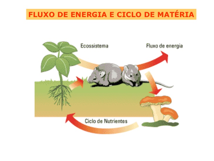 Diferença entre Fluxo de Energia e Ciclo da Matéria | Mundo Ecologia