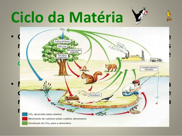 Diferença entre Fluxo de Energia e Ciclo da Matéria | Mundo Ecologia