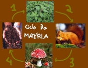 Ciclo da Matéria 1