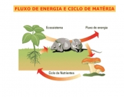 Ciclo da Matéria 5