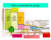 Perdas na. respiração. Perdas nas. Fezes. Fluxo de Energia. Total assimilado. pelos herbívoros. Total disponível para os carnívoros.