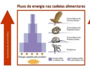 Fluxo de Energia 1