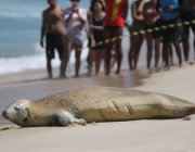 Foca Caranguejeira 3