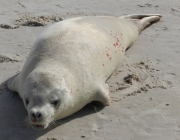 Foca Caranguejeira 4