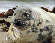 Foca Cinzenta 1