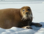 Foca Cinzenta 2