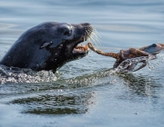 Foca Comendo 4