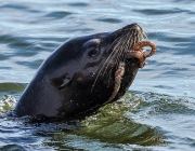 Foca Comendo 5