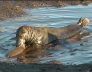 Foca Comendo 2