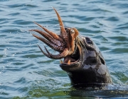 Foca Comendo 4