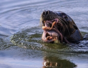 Foca Comendo 5