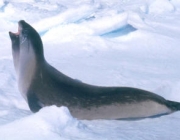 Foca-de-Ross 6