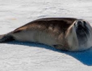 Foca de Ross 1