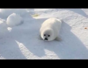 Foca Harpa 6
