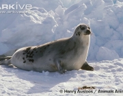 ARKive image GES070337 - Harp seal