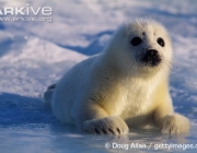 ARKive image GES066859 - Harp seal