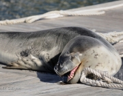 Foca Leopardo 2